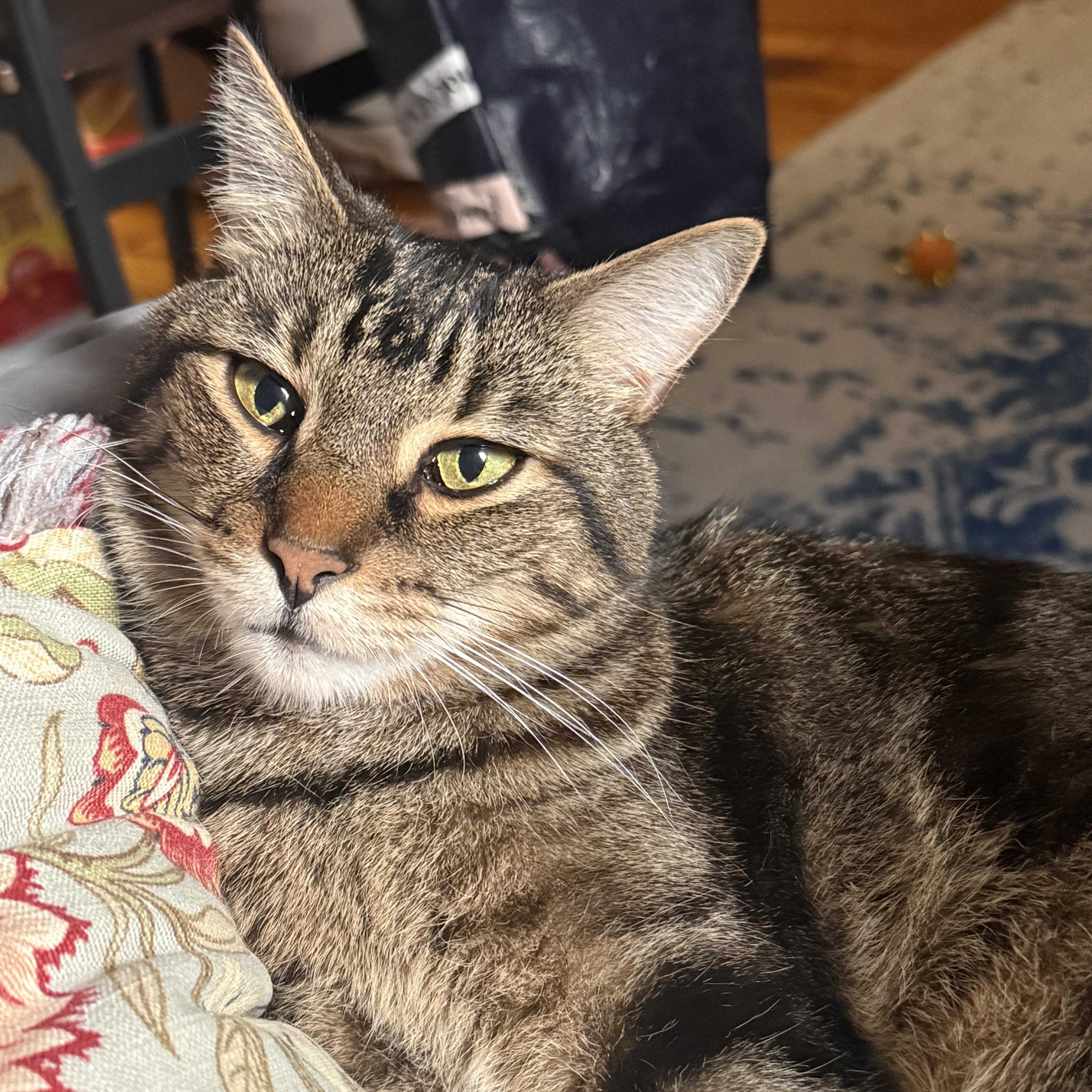 Eli, ADOPTABLE, Adult Male Domestic Short Hair.