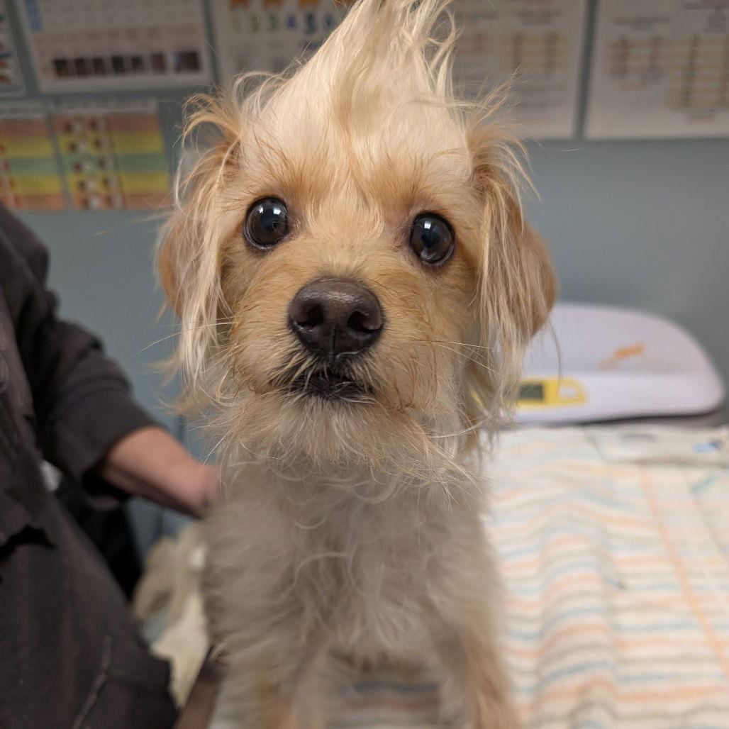 Socket, Adopted, Young Male Cockapoo.