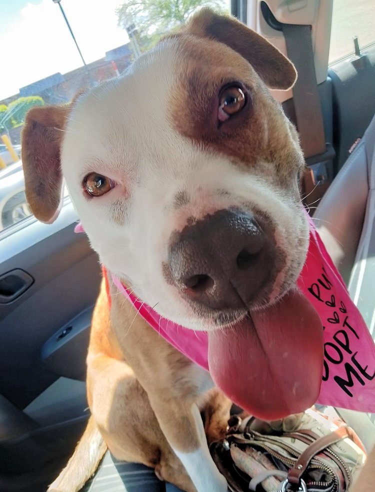 Enlarge Ruth, a Adoptable mixed breed in Godfrey, IL image 1/4