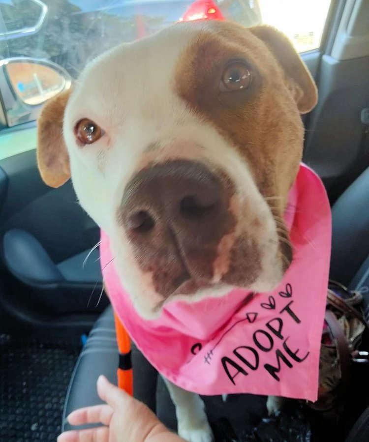 Enlarge Ruth, a Adoptable mixed breed in Godfrey, IL image 4/4