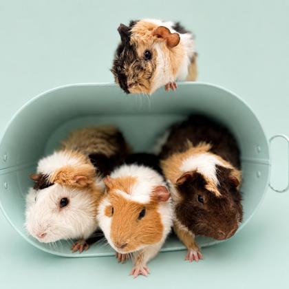 Meeko, Adoptable, Adult Male Guinea Pig & Guinea Pig.