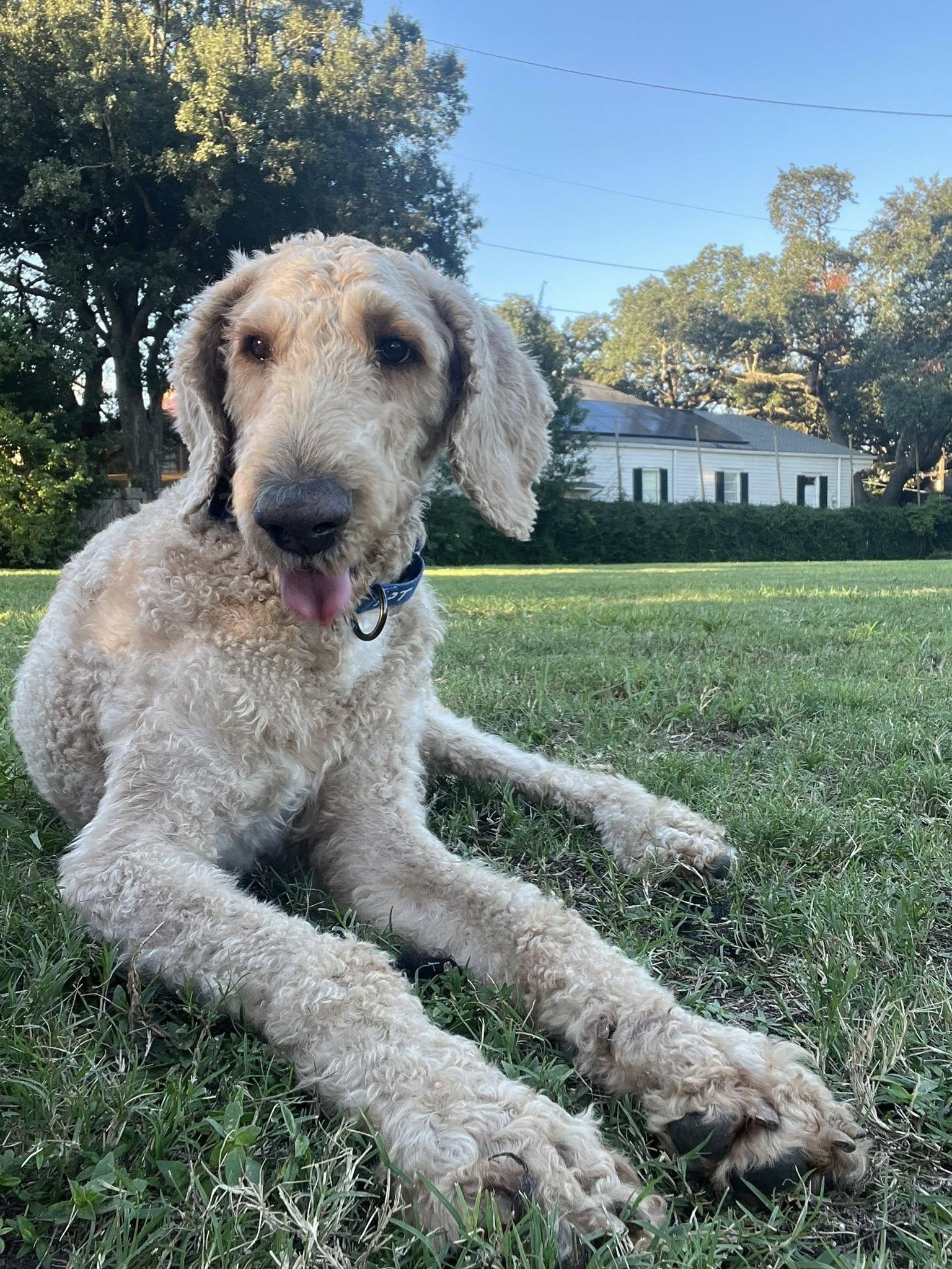 Chester, Adoptable, Young Male Poodle & Golden Retriever.