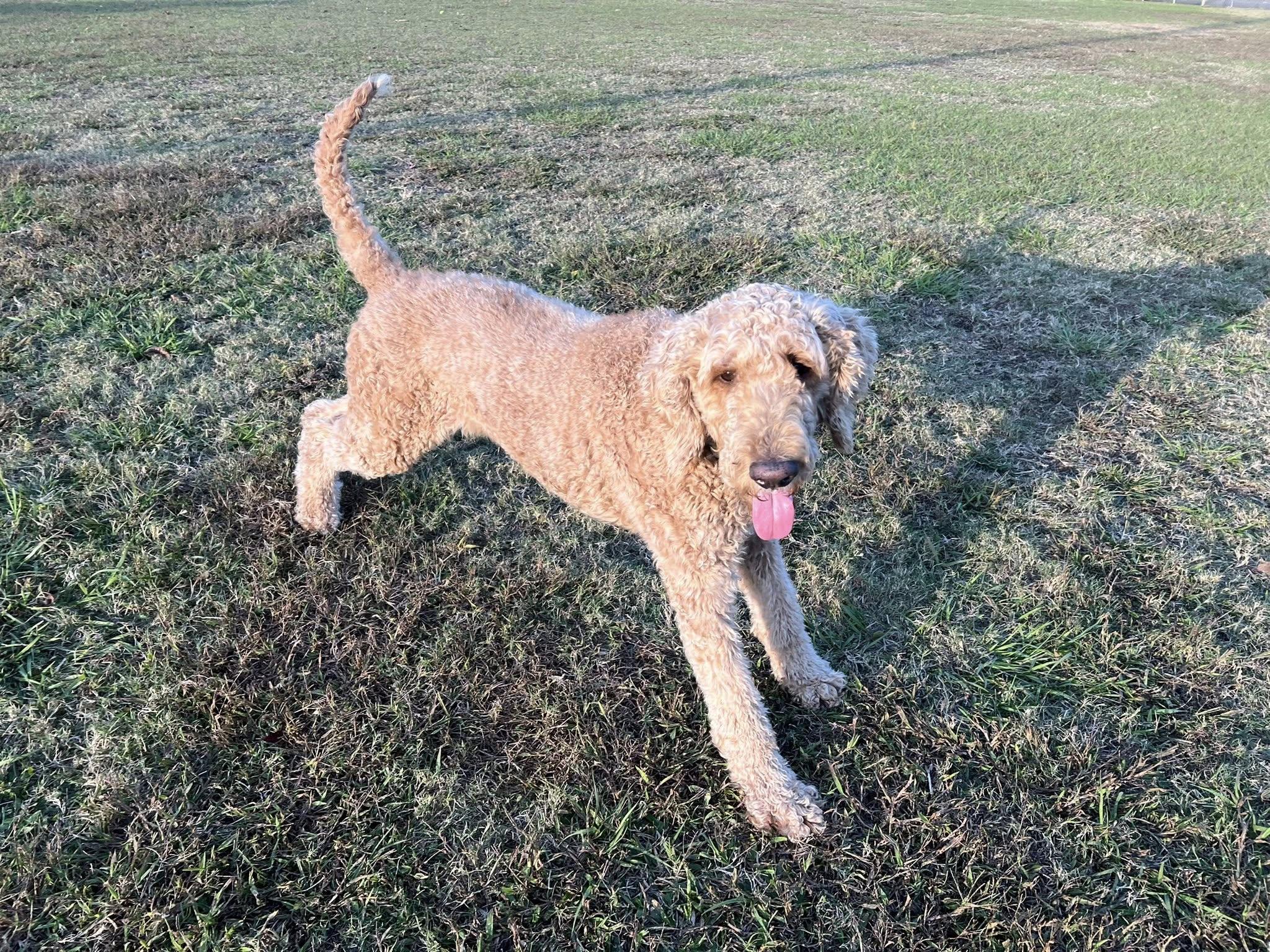 Chester, Adoptable, Young Male Poodle & Golden Retriever.