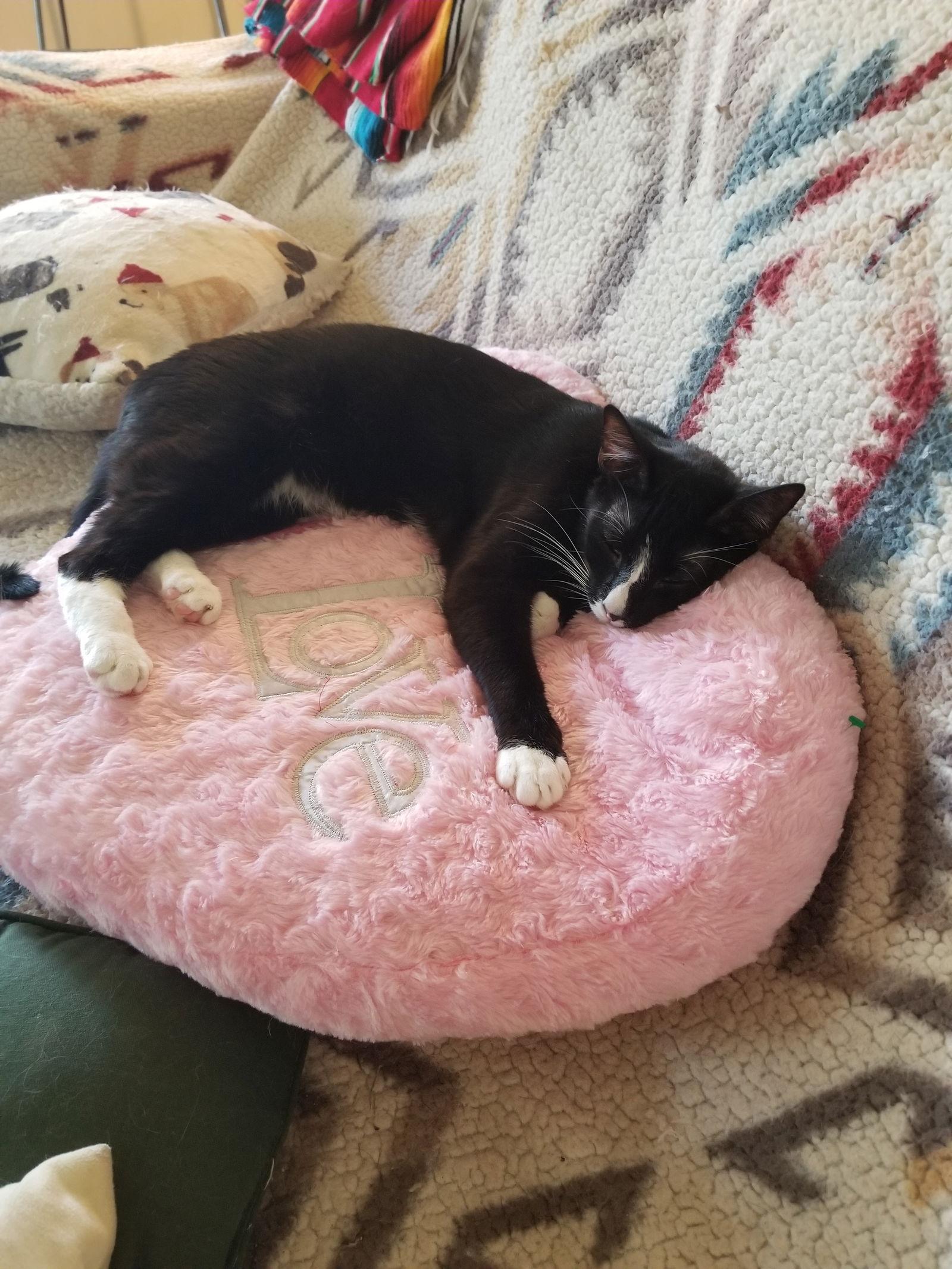 Enlarge Office Assistance for hire Prince, a Adoptable Tuxedo in Buena Park, CA image 1/2