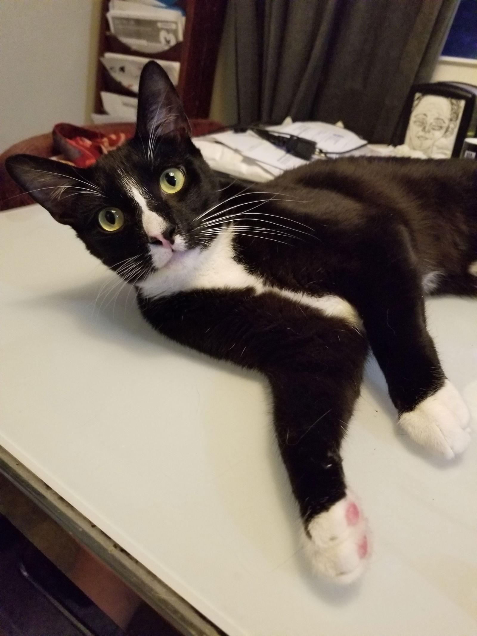 Enlarge Office Assistance for hire Prince, a Adoptable Tuxedo in Buena Park, CA image 2/2