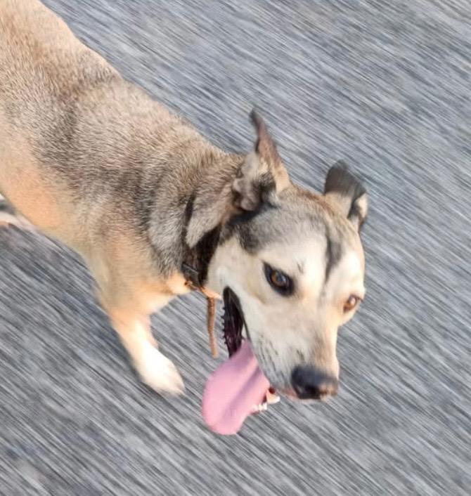 Apollo, Adoptable, Young Male Mountain Cur.