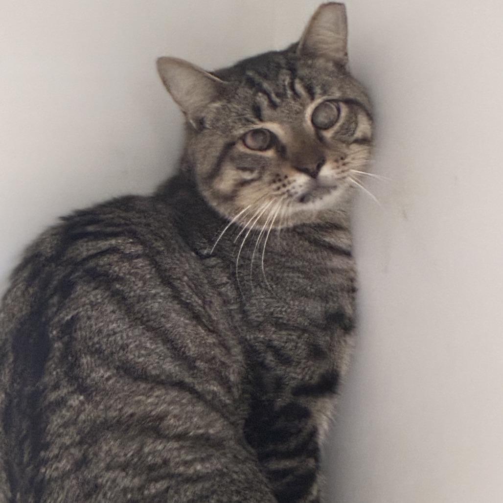 Cucumber Salad, Adoptable, Adult Male Domestic Short Hair.