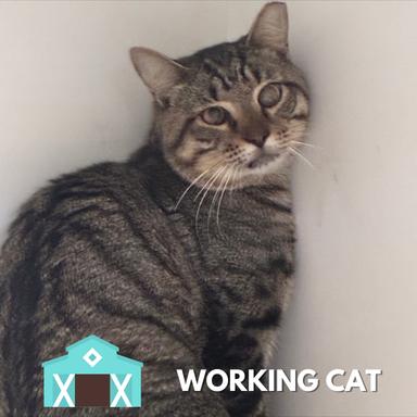 Enlarge Cucumber Salad, a Adoptable Domestic Short Hair in Sarasota, FL image 2/2