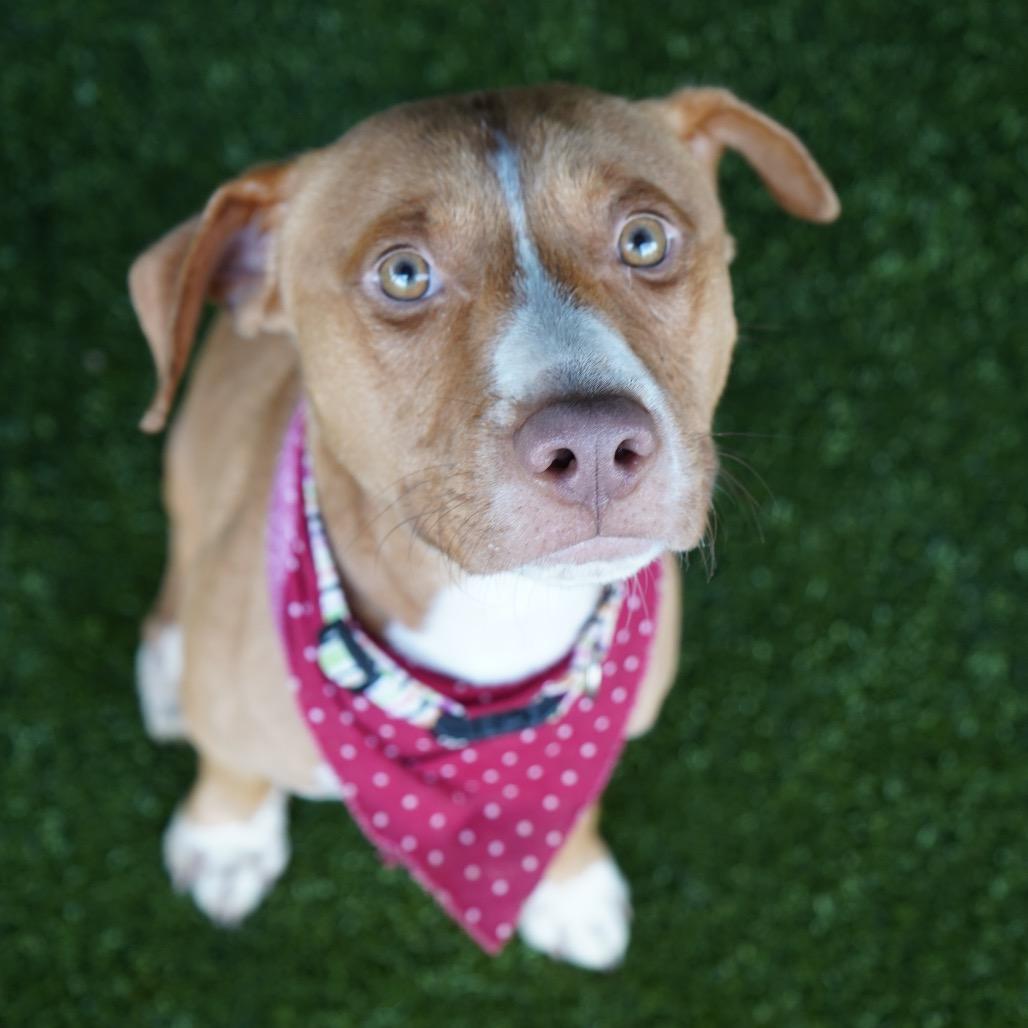 Tanner, a Adoptable mixed breed in Tuscaloosa, AL image 1/5