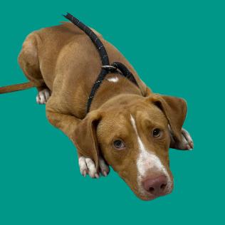 Tanner, a Adoptable mixed breed in Tuscaloosa, AL image 2/5