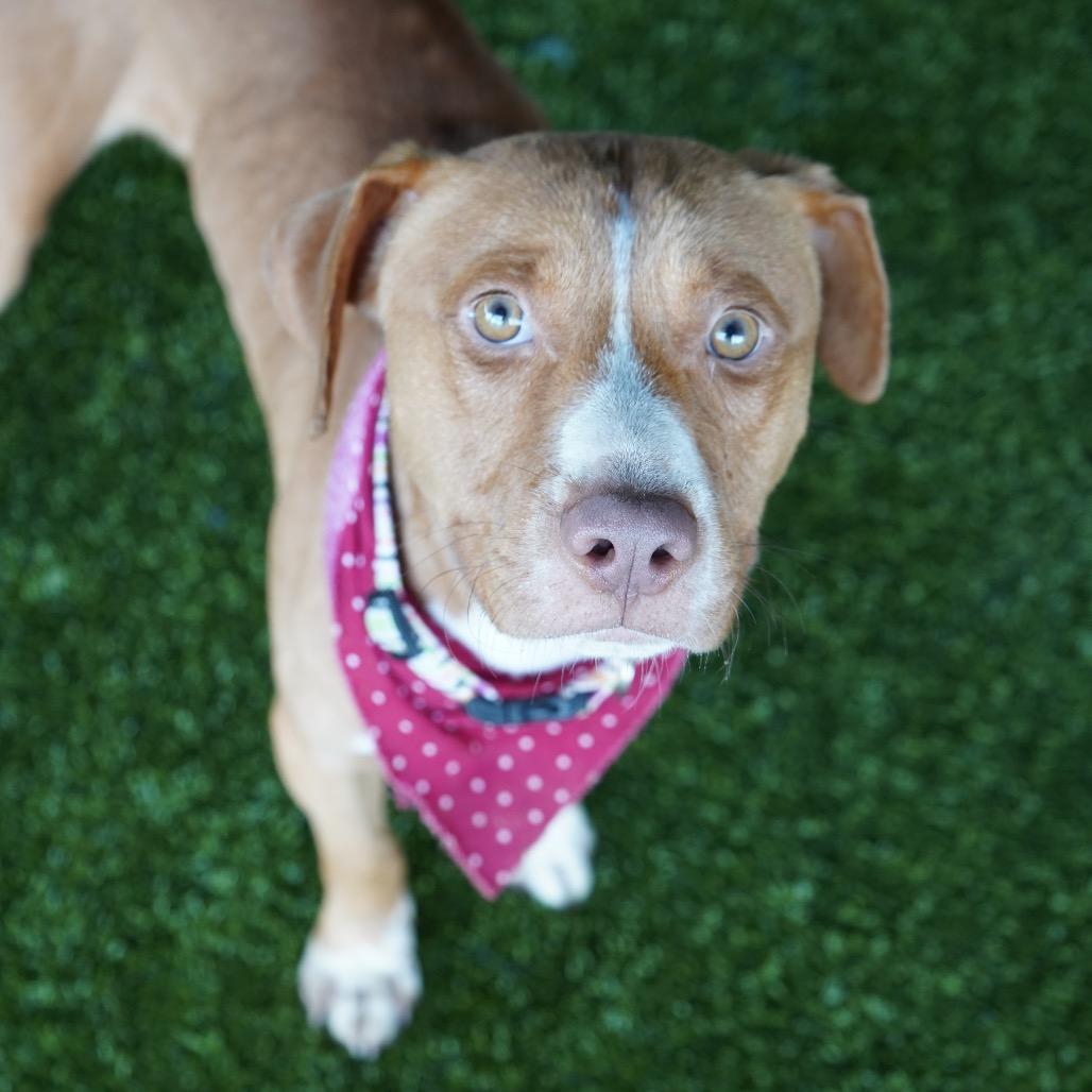 Tanner, a Adoptable mixed breed in Tuscaloosa, AL image 3/5