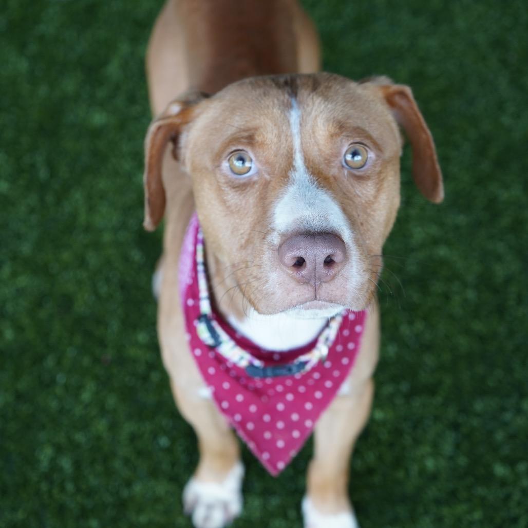 Tanner, a Adoptable mixed breed in Tuscaloosa, AL image 4/5