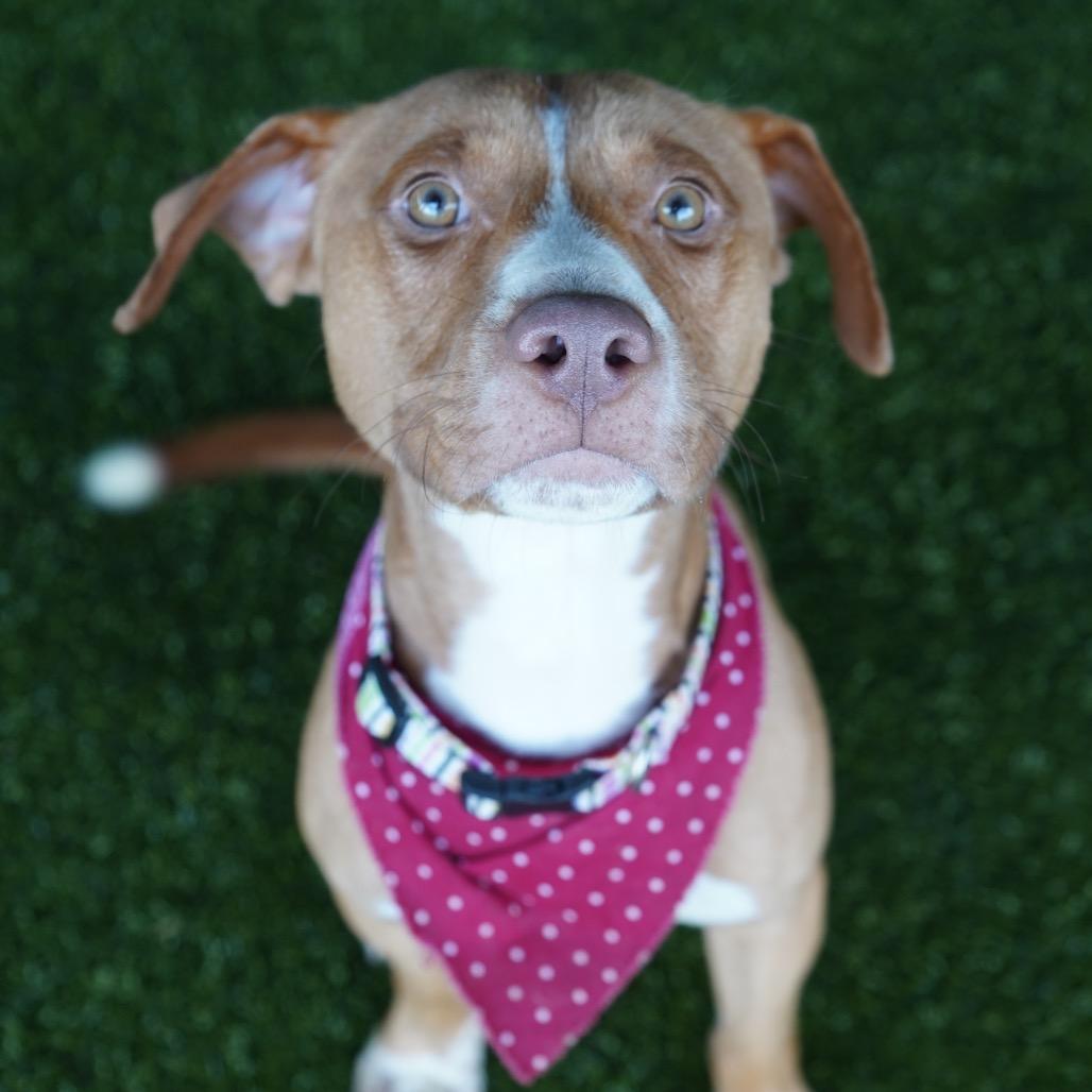 Tanner, a Adoptable mixed breed in Tuscaloosa, AL image 5/5