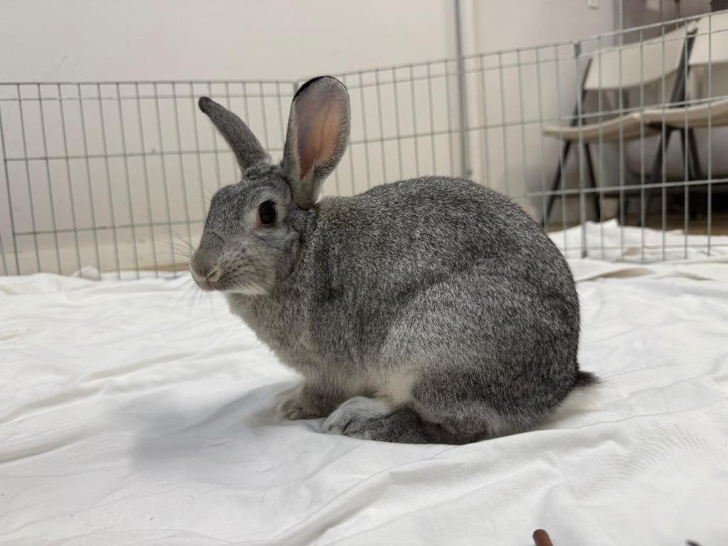 Marble 2, a Adoptable Chinchilla in Pflugerville, TX image 1/6