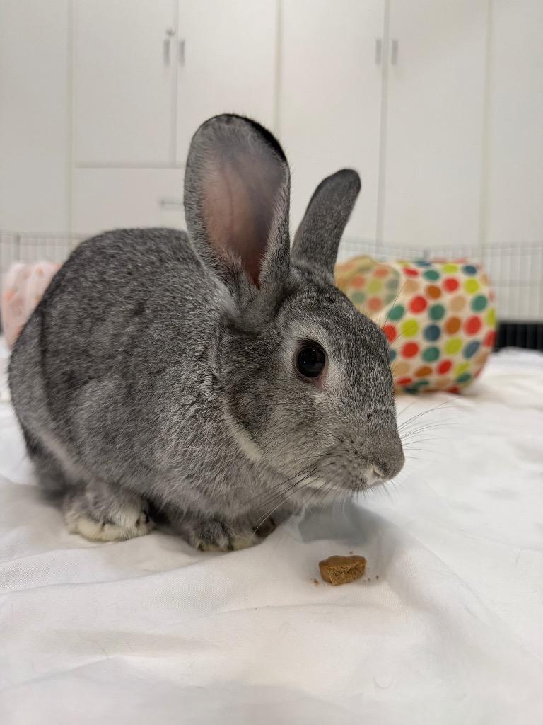 Marble 2, a Adoptable Chinchilla in Pflugerville, TX image 2/6