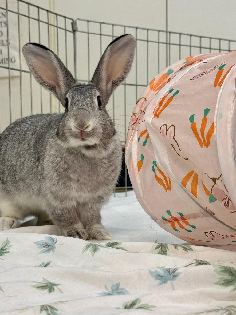 Marble 2, a Adoptable Chinchilla in Pflugerville, TX image 3/6