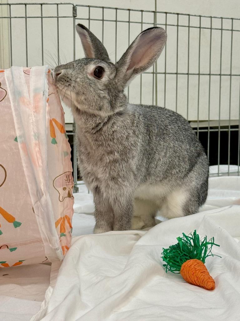 Marble 2, a Adoptable Chinchilla in Pflugerville, TX image 4/6