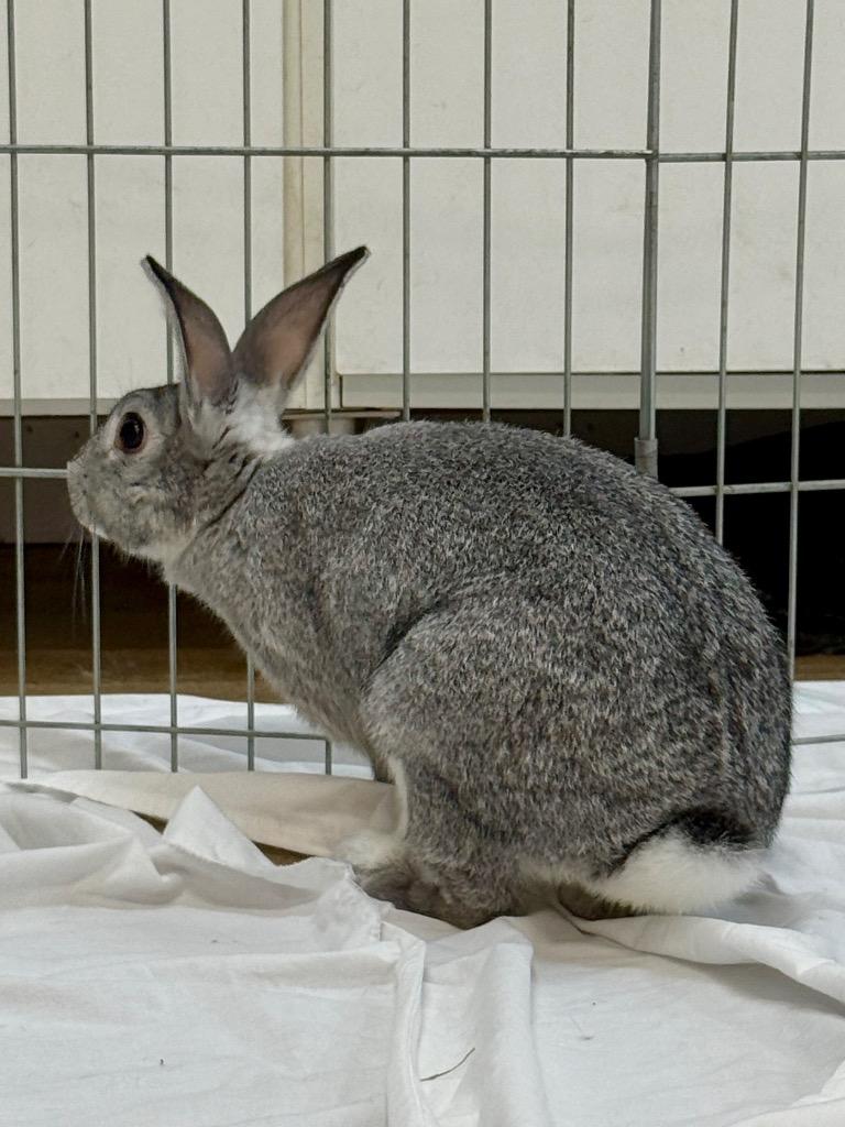 Marble 2, a Adoptable Chinchilla in Pflugerville, TX image 6/6