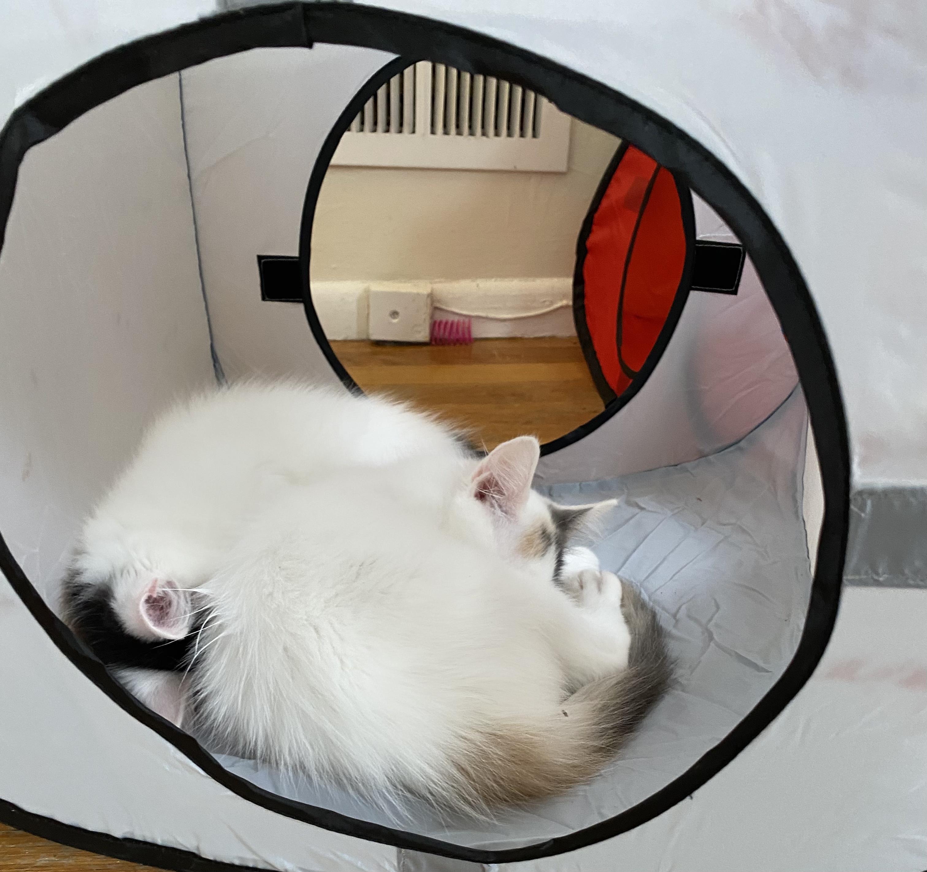 Chocolate "CHIP" and Vanilla "Bean", a Adoptable Domestic Medium Hair in Allentown, NJ image 6/6