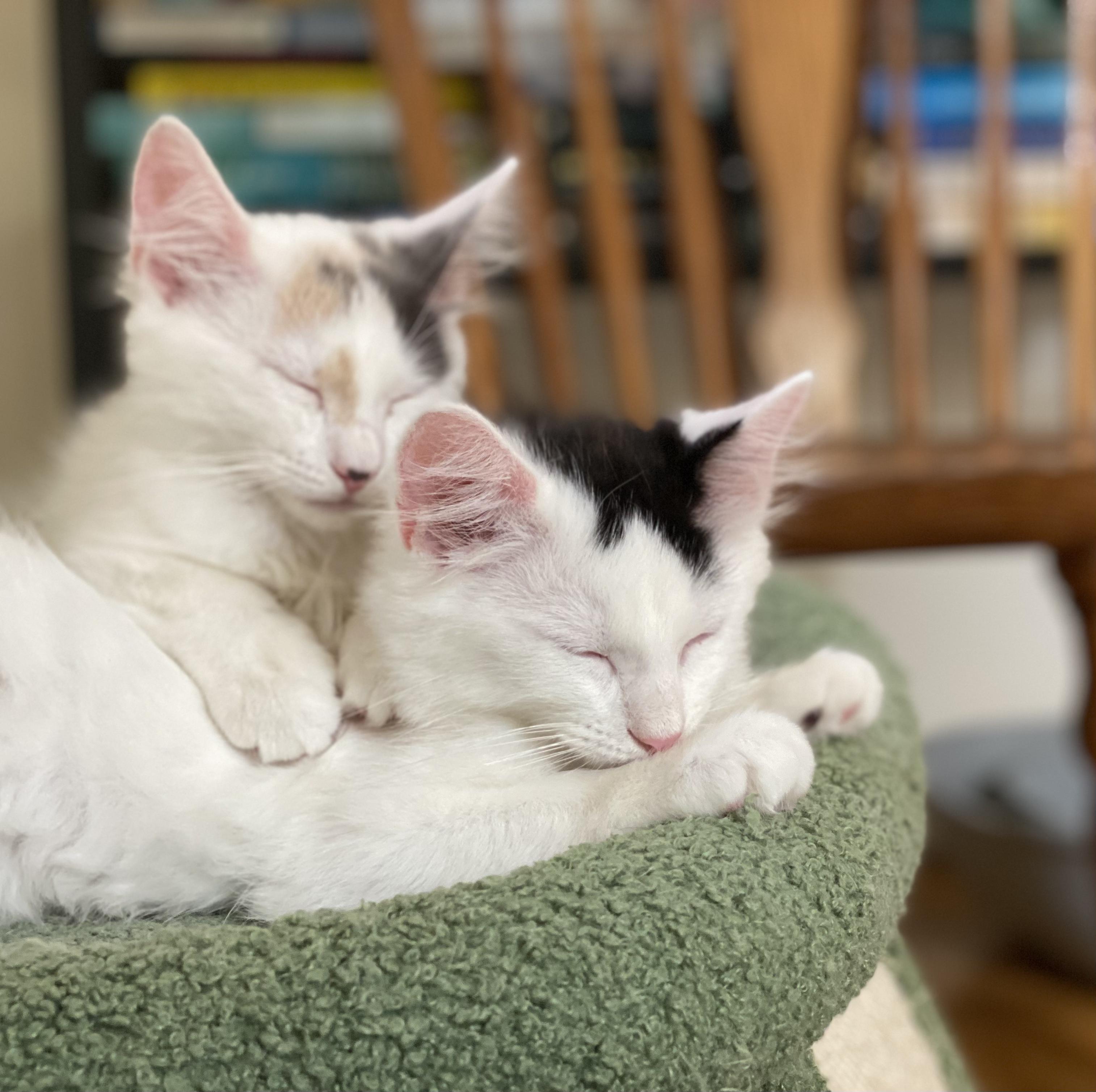 Chocolate "CHIP" and Vanilla "Bean", a Adoptable Domestic Medium Hair in Allentown, NJ image 3/6