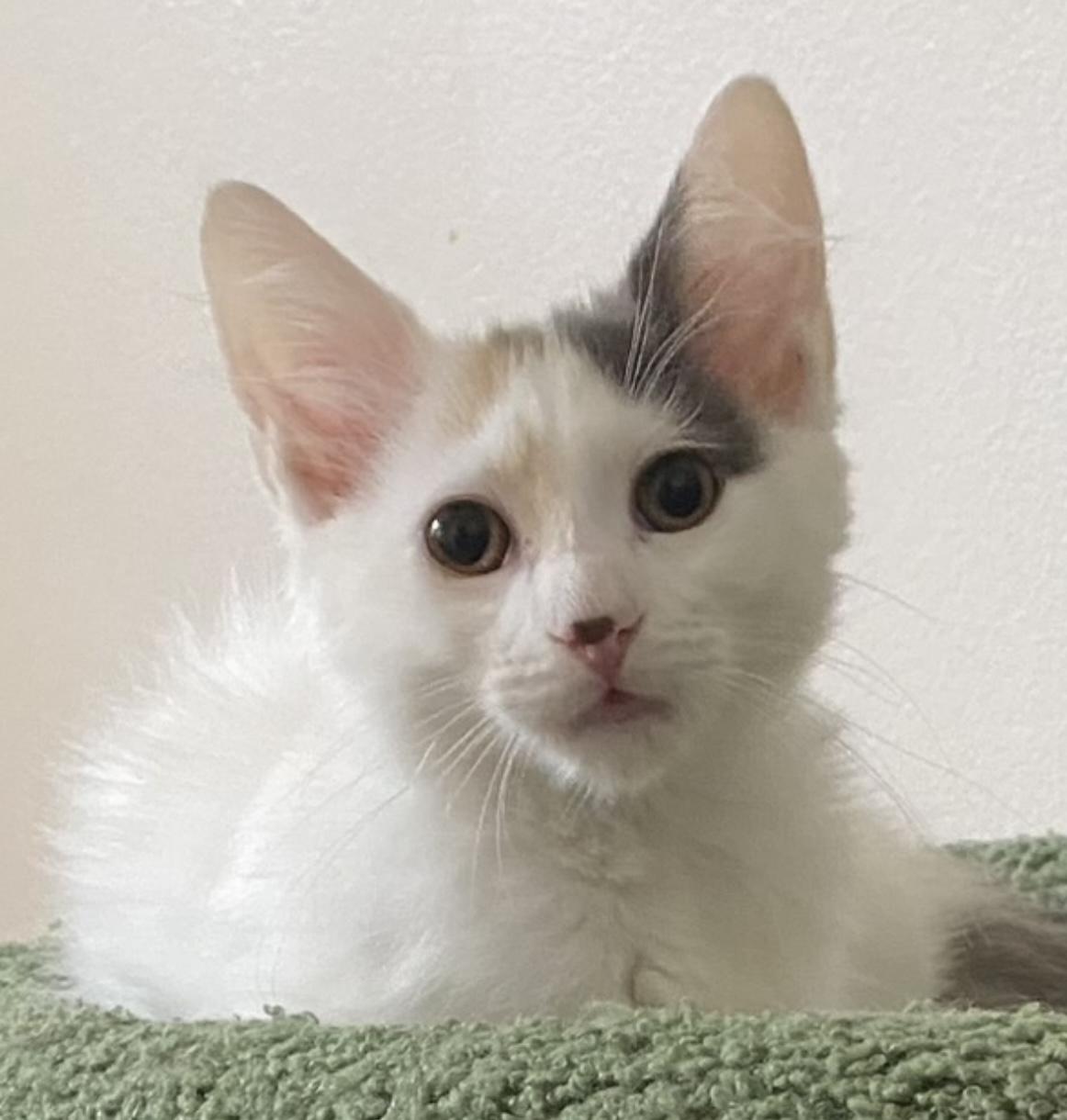 Chocolate "CHIP" and Vanilla "Bean", a Adoptable Domestic Medium Hair in Allentown, NJ image 5/6