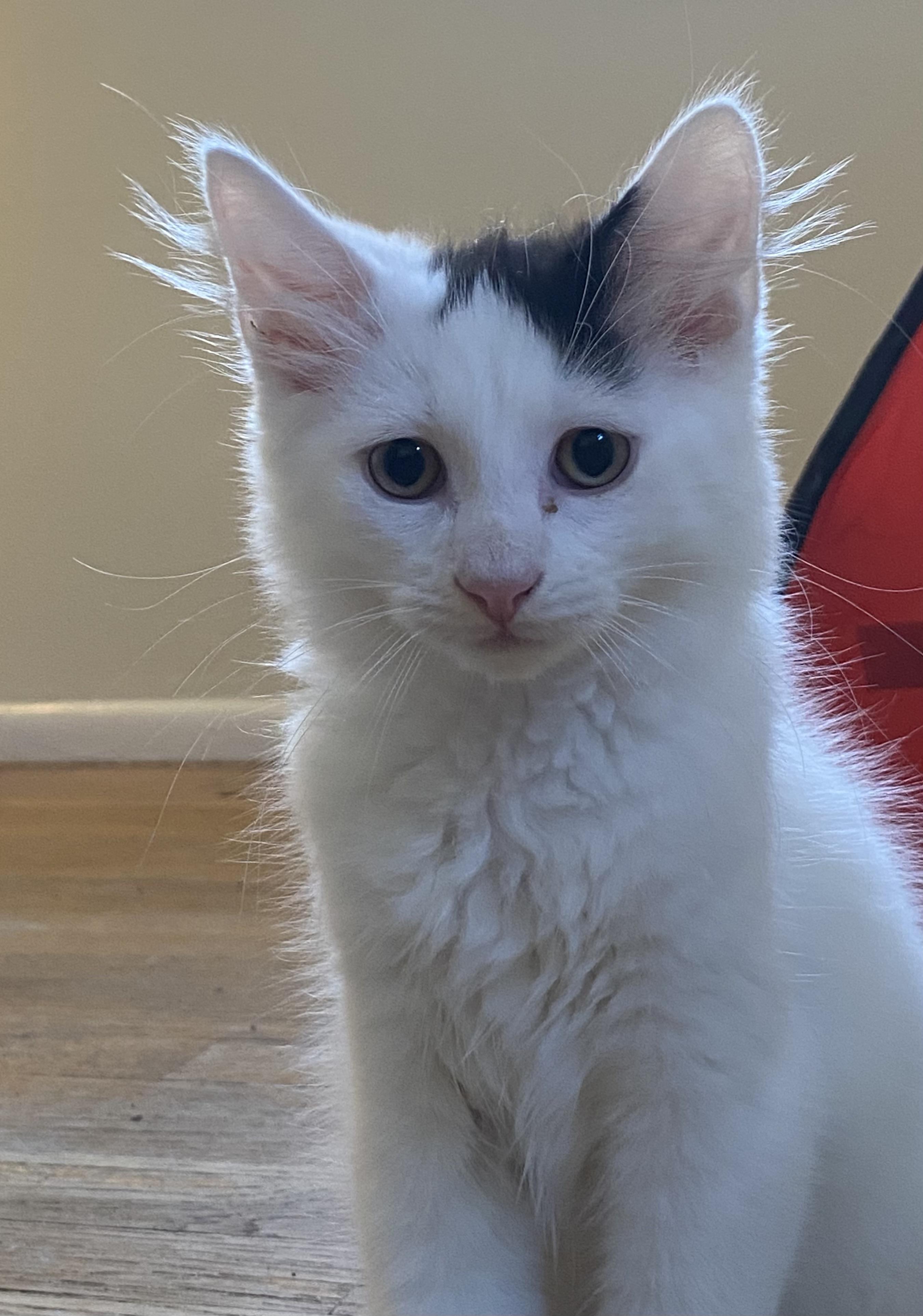 Chocolate "CHIP" and Vanilla "Bean", a Adoptable Domestic Medium Hair in Allentown, NJ image 4/6