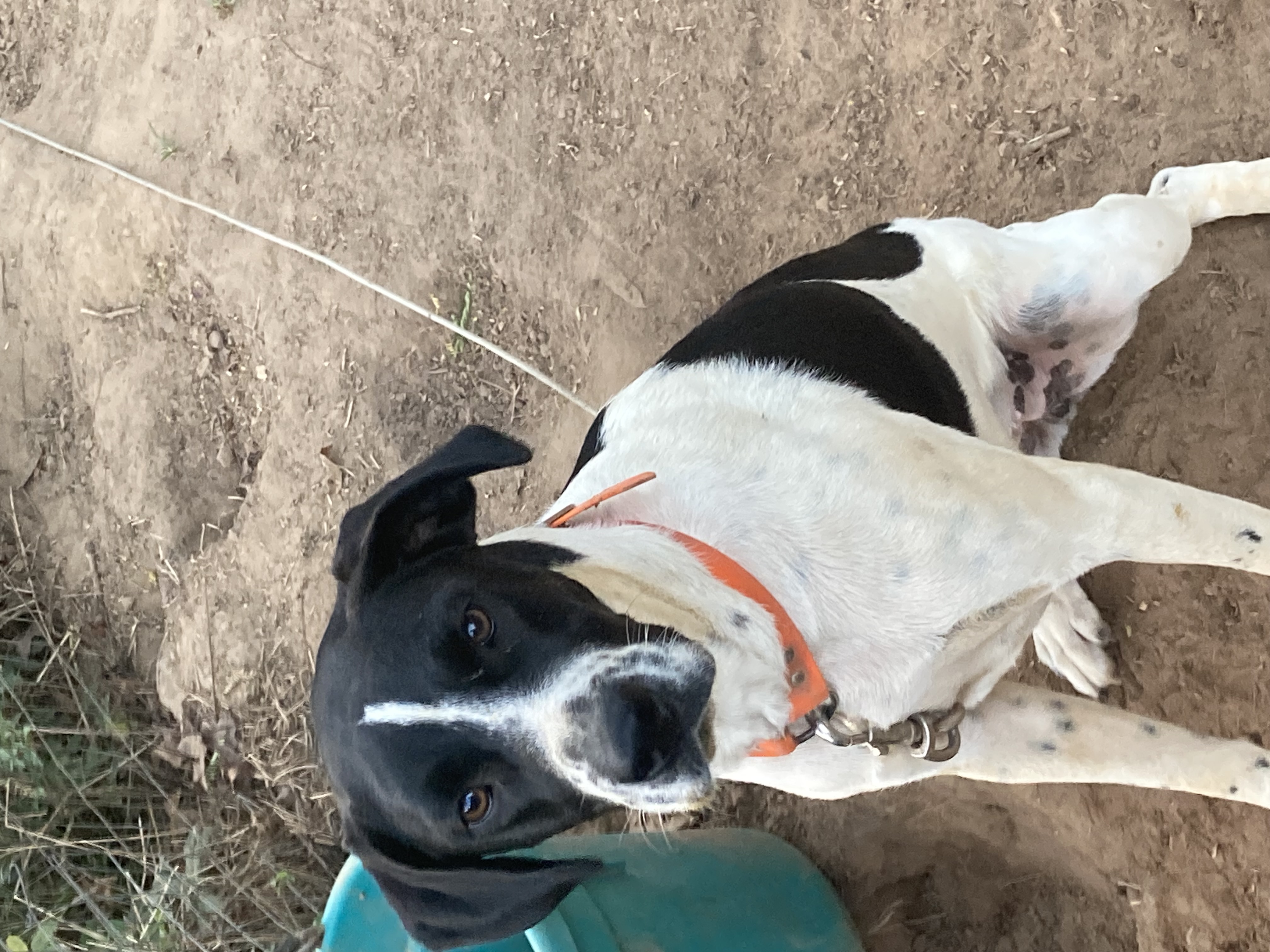 Enlarge Abbey, a Adopted Treeing Walker Coonhound in Ruston, LA image 1/4