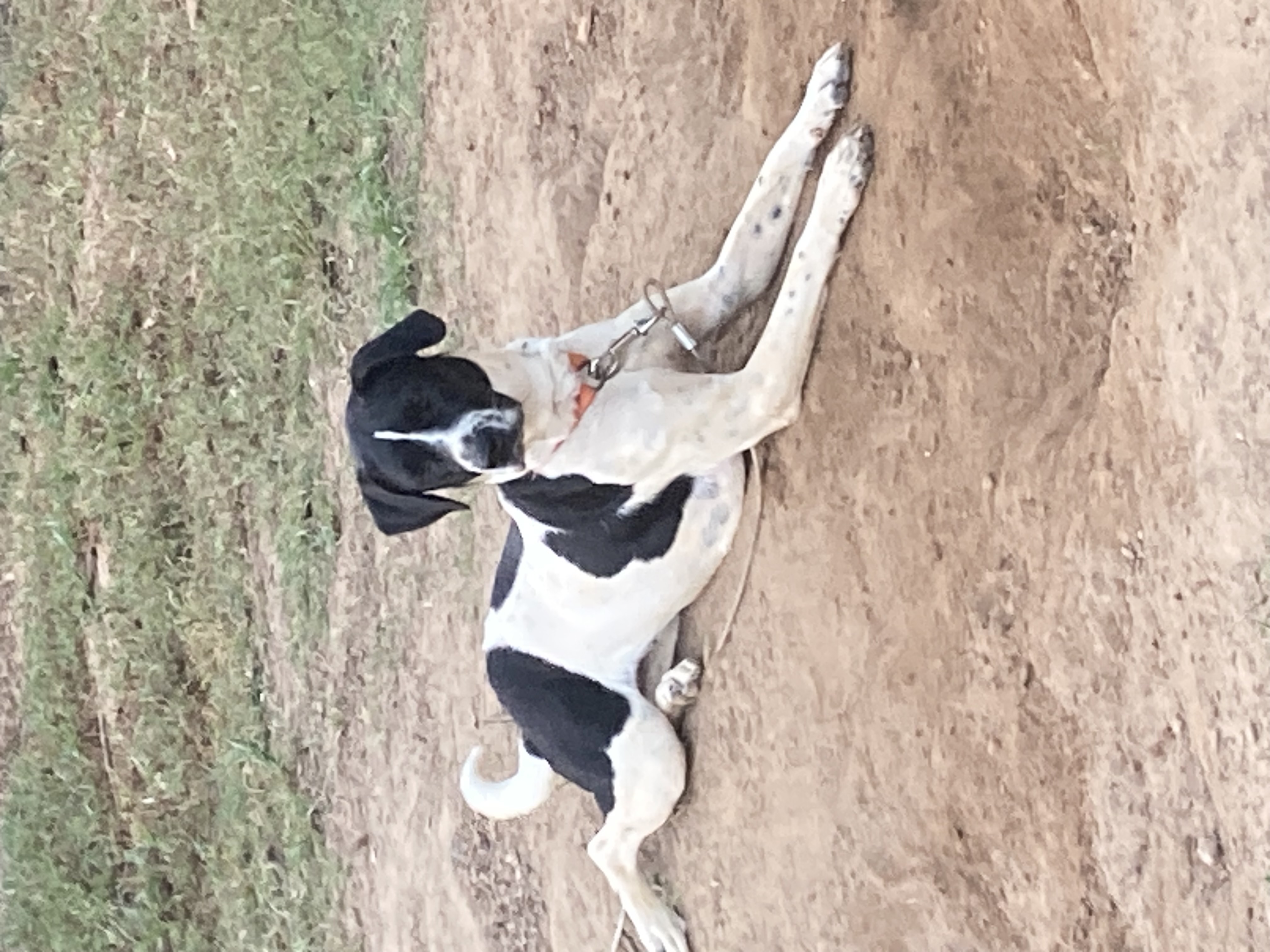 Enlarge Abbey, a Adopted Treeing Walker Coonhound in Ruston, LA image 2/4