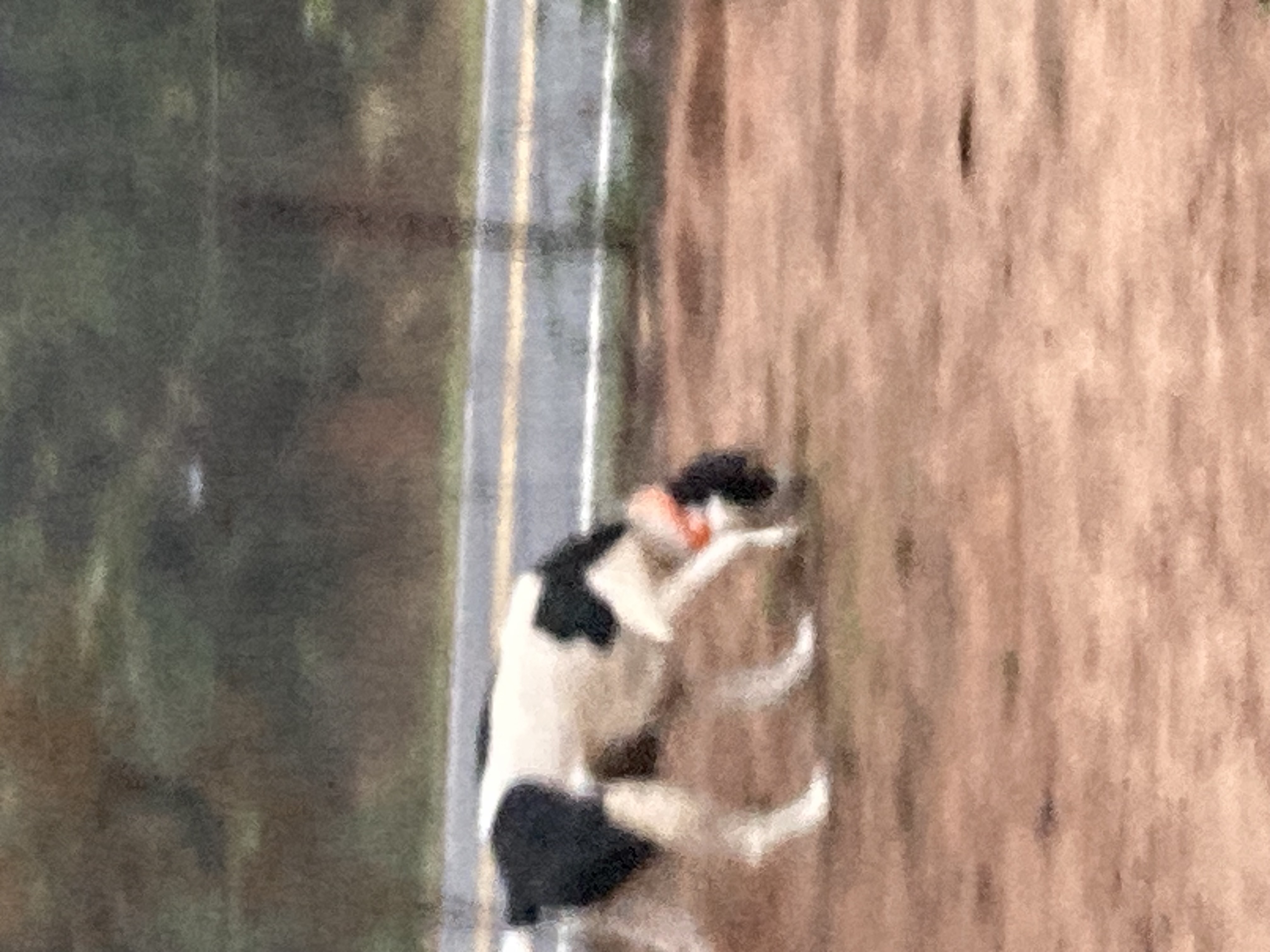 Enlarge Abbey, a Adopted Treeing Walker Coonhound in Ruston, LA image 3/4