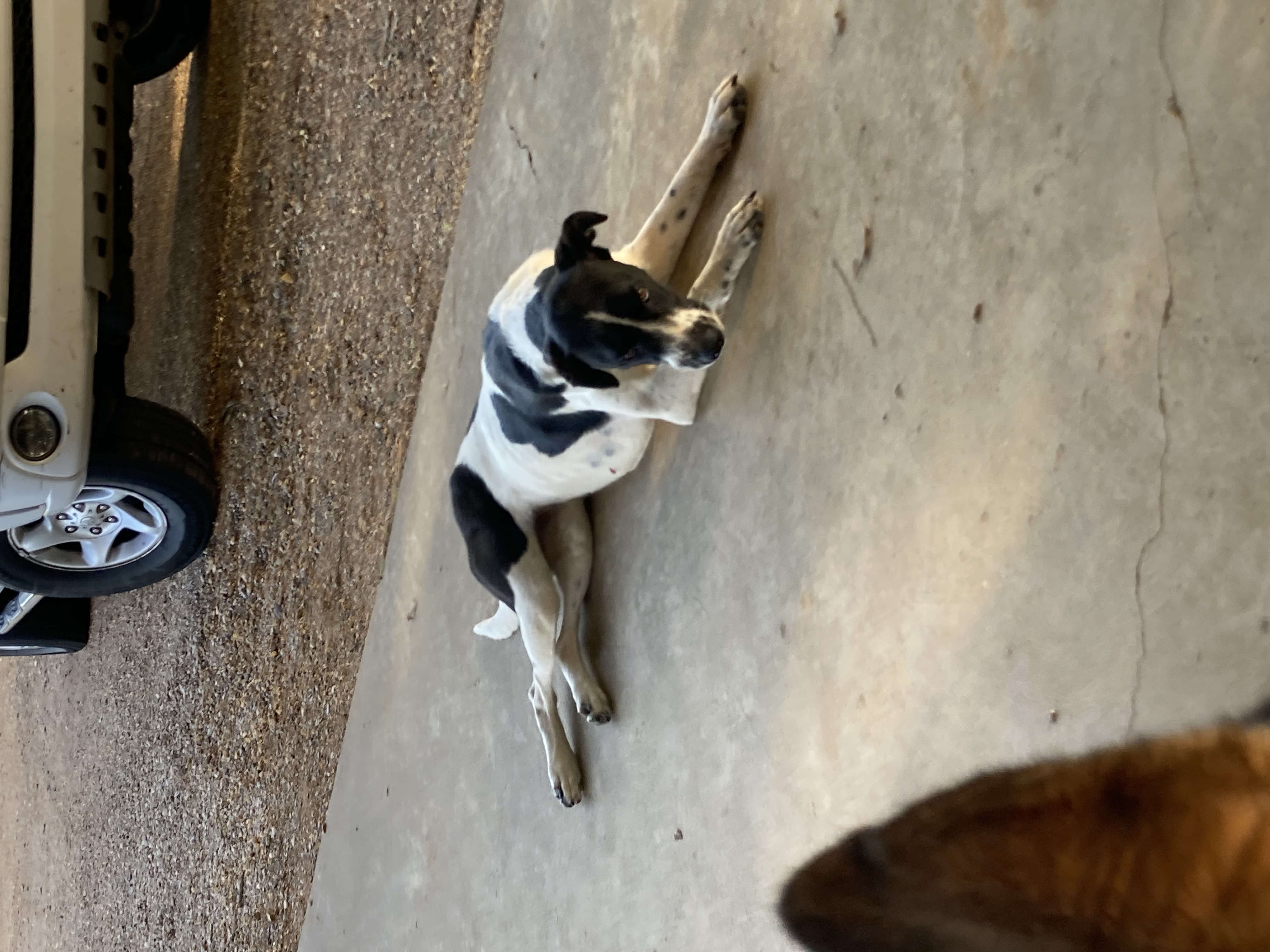 Enlarge Abbey, a Adopted Treeing Walker Coonhound in Ruston, LA image 4/4