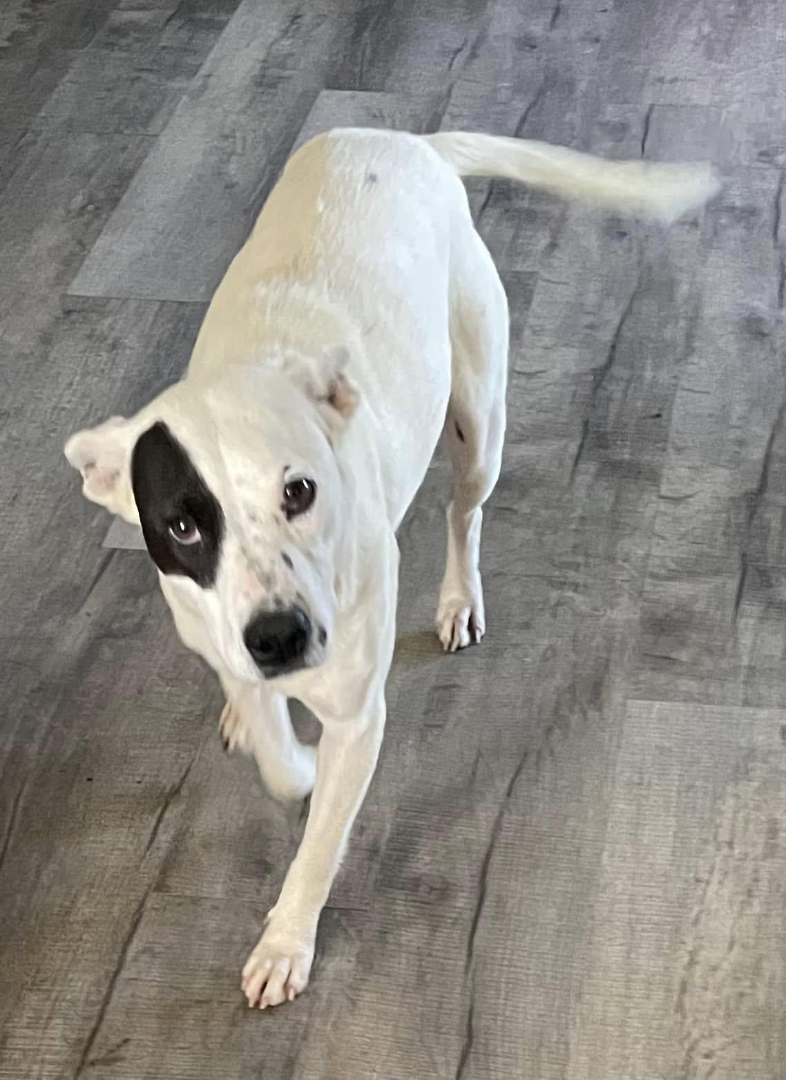 Halo, Young Female Mixed Breed