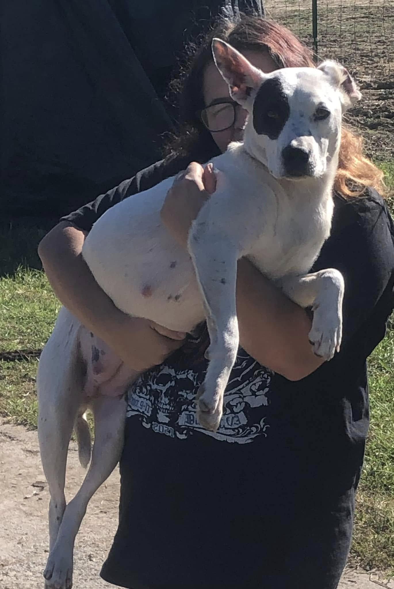 Enlarge Halo, a Adoptable mixed breed in Milford, CT image 4/4