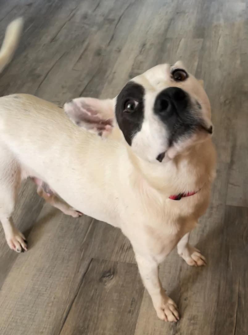 Enlarge Halo, a Adoptable mixed breed in Milford, CT image 2/4