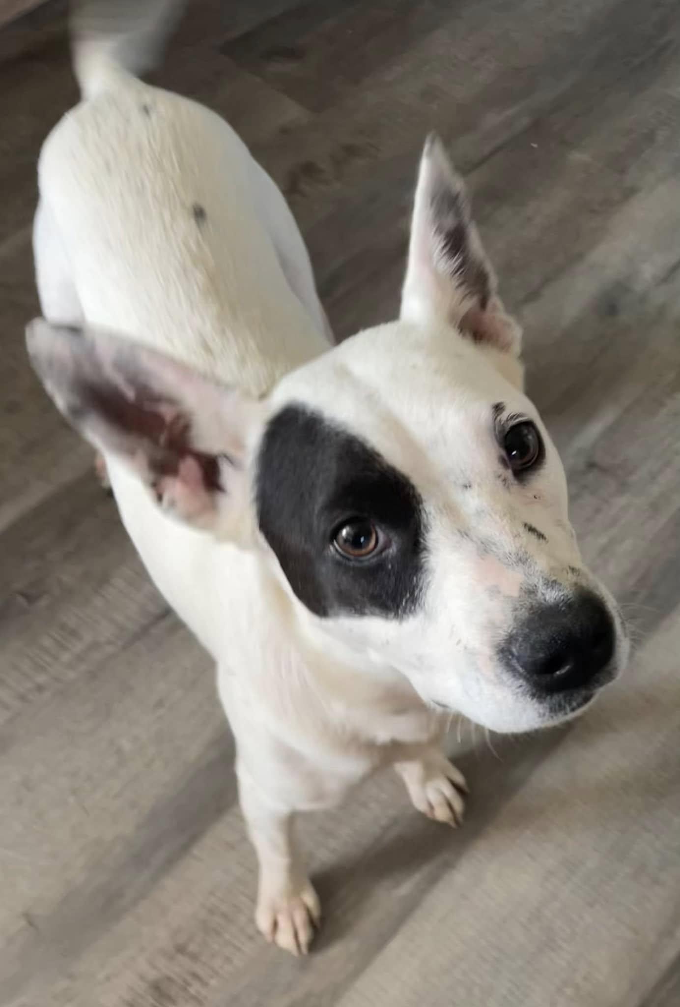 Enlarge Halo, a Adoptable mixed breed in Milford, CT image 1/4