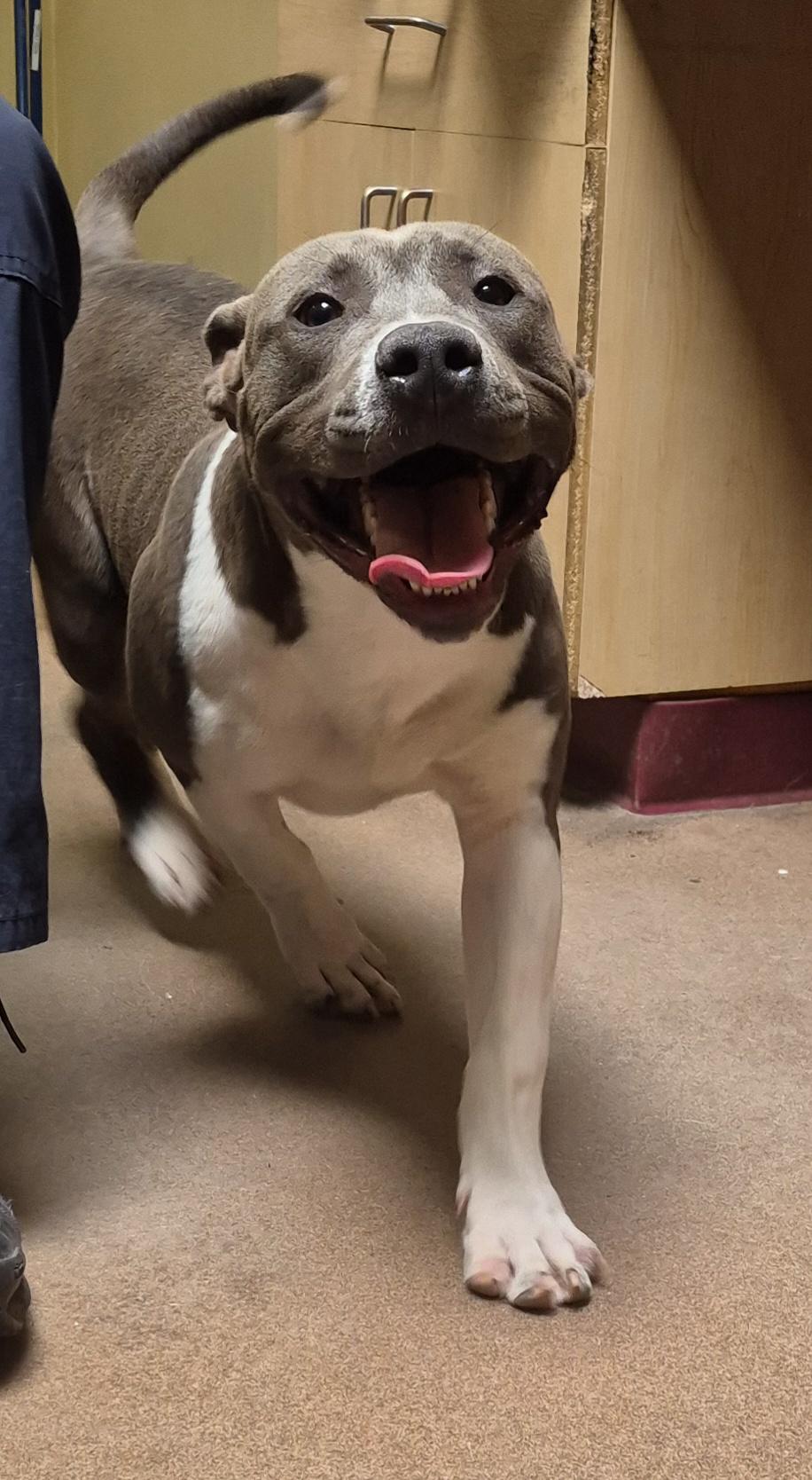 Enlarge Aksel, an adopted Pit Bull Terrier in Sierra Vista, AZ image 4/4