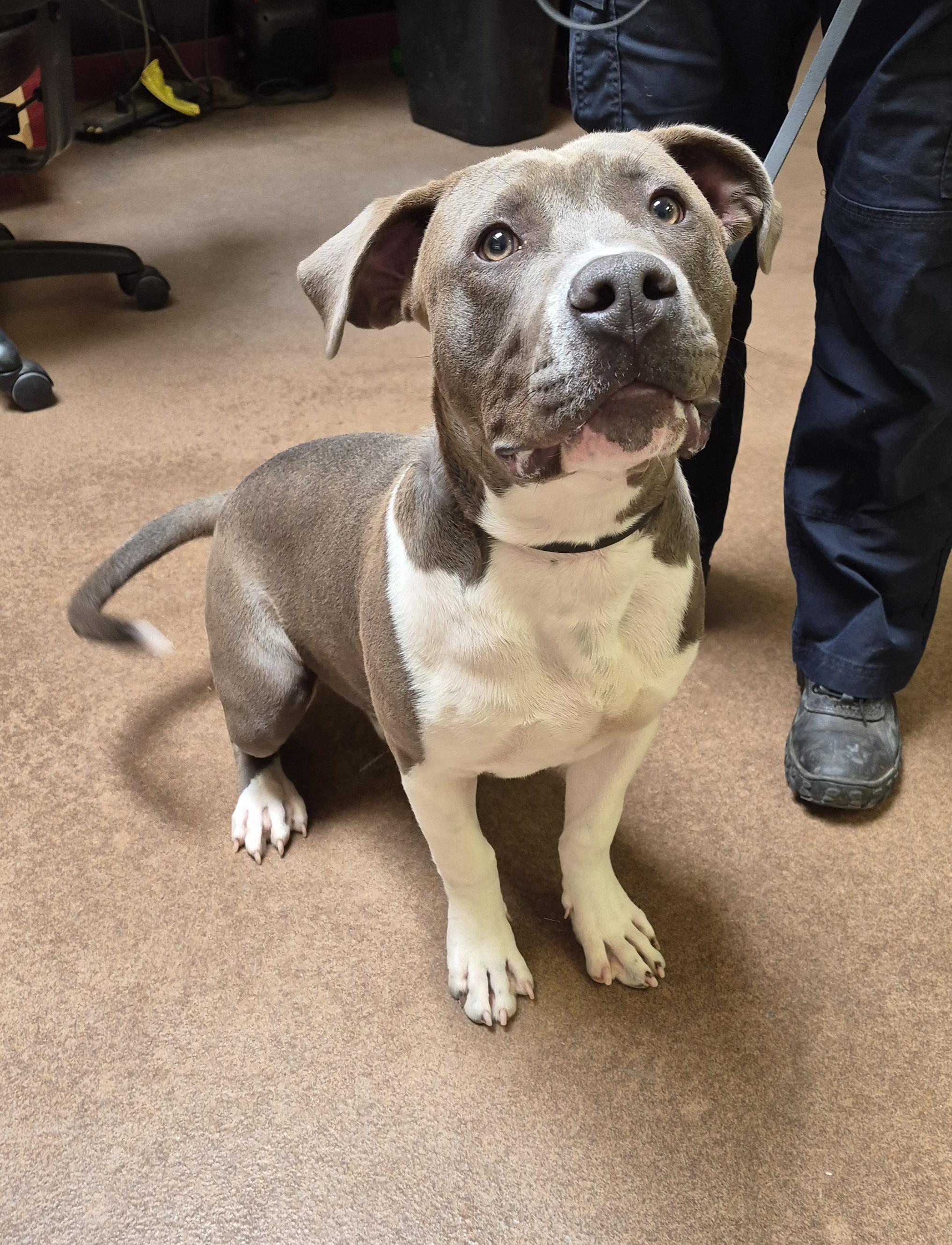 Aksel, adopted, Young Male Pit Bull Terrier.