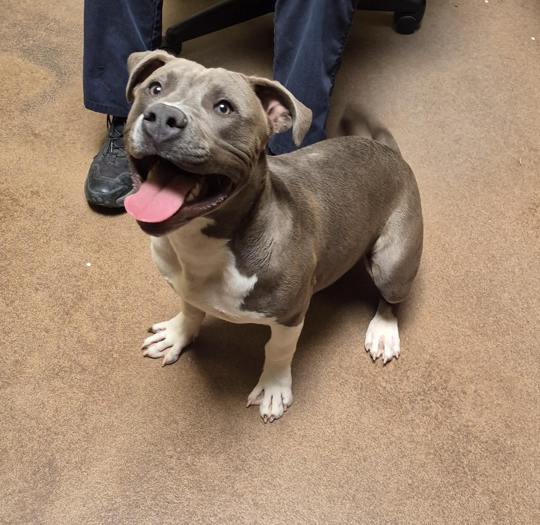 Enlarge Aksel, an adopted Pit Bull Terrier in Sierra Vista, AZ image 3/4