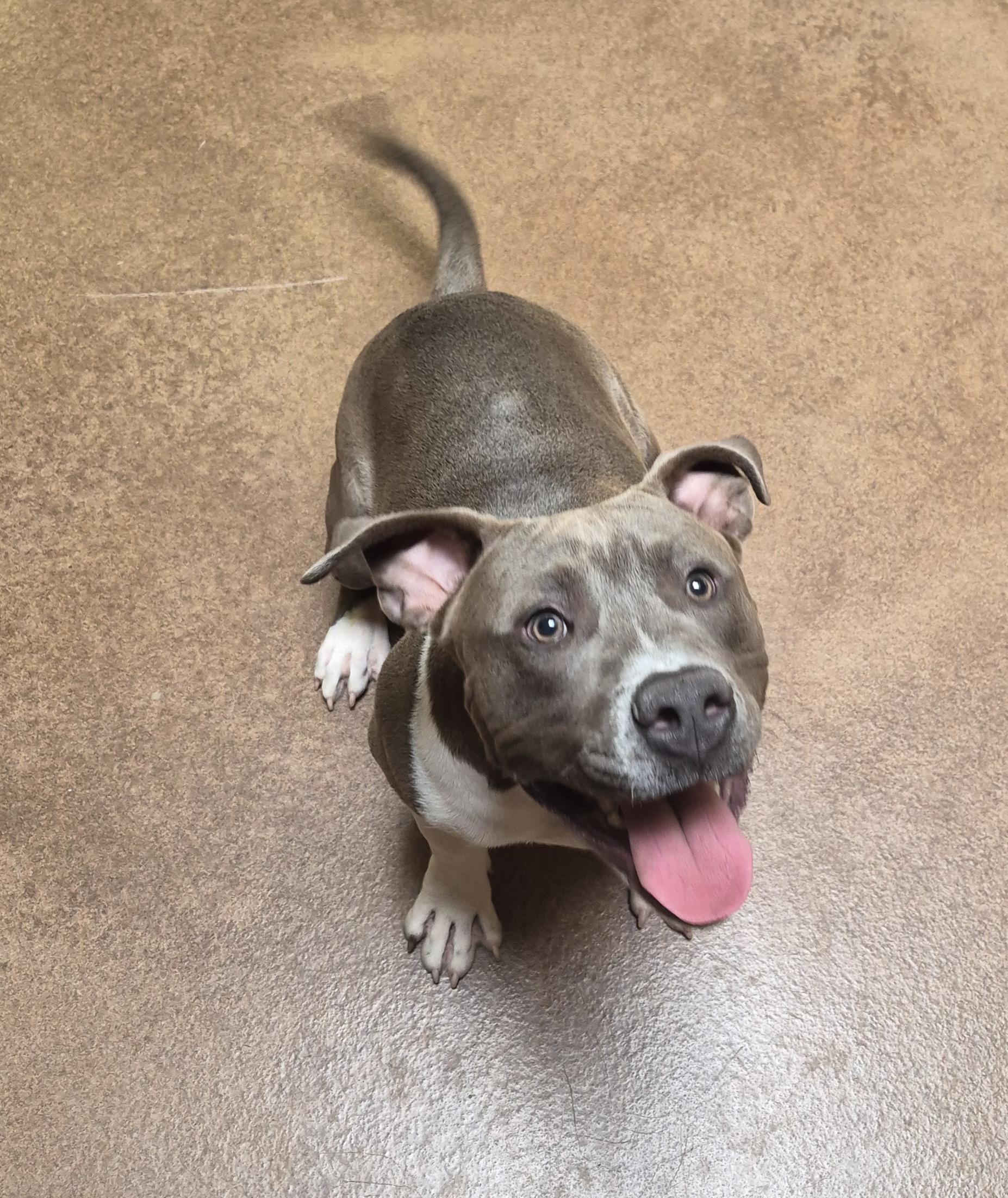 Enlarge Aksel, an adopted Pit Bull Terrier in Sierra Vista, AZ image 2/4