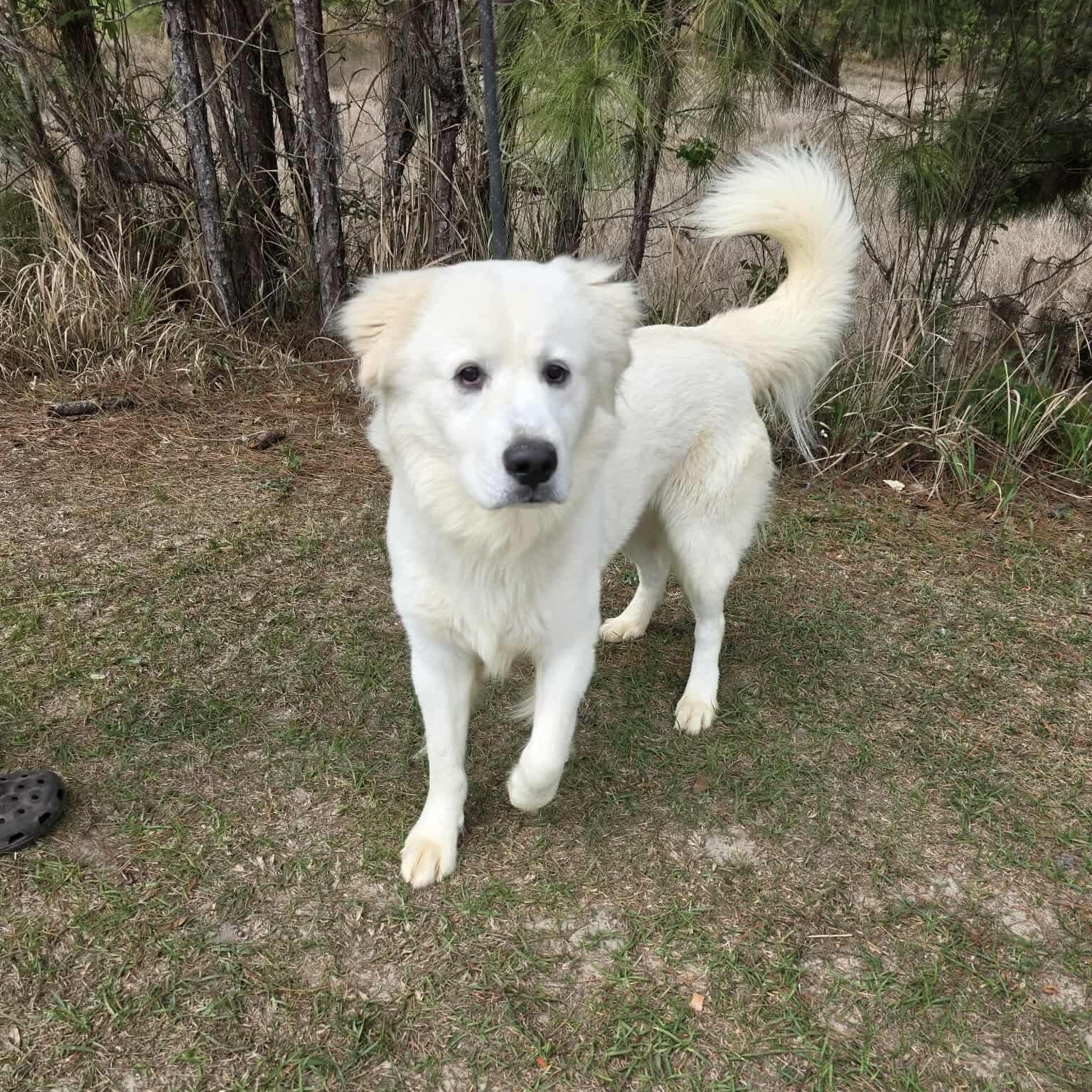 Enlarge Beasley, a Adoptable mixed breed in Elmsford, NY image 2/5