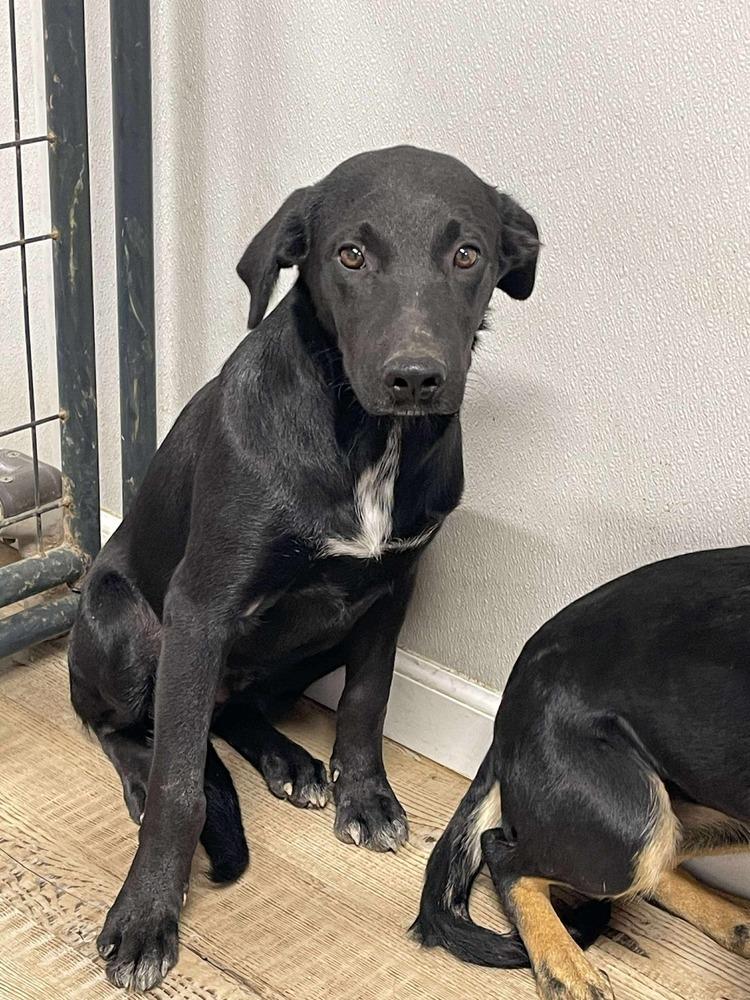 Enlarge Wolf, a Adoptable mixed breed in Bolivar, MO image 1/1