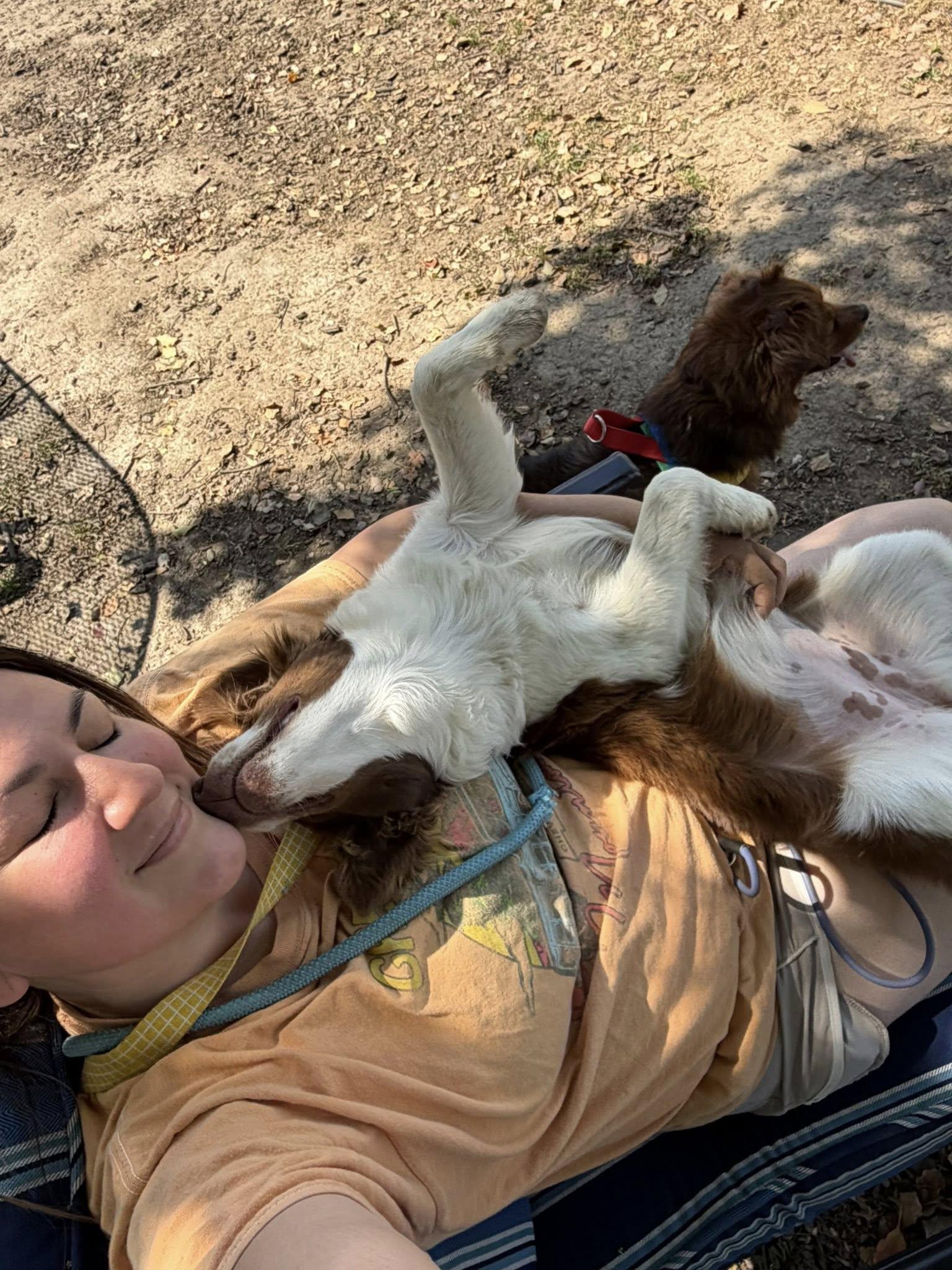 Stevie, Adopted, Young Female Australian Shepherd.