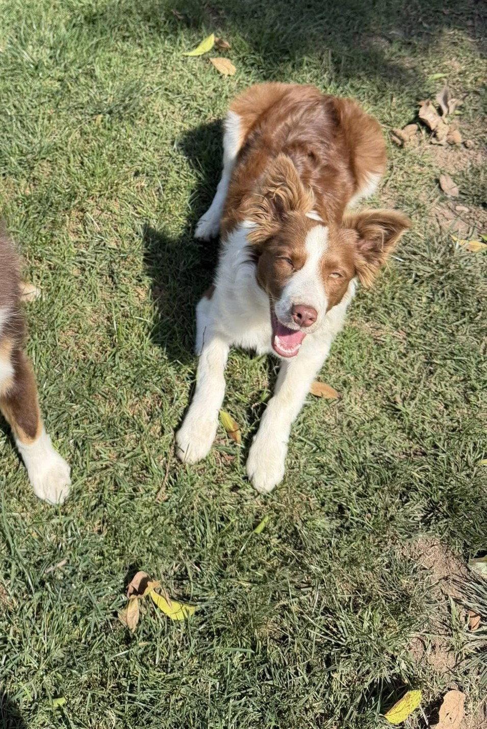 Enlarge Stevie, a Adopted Australian Shepherd in Paso Robles, CA image 2/3