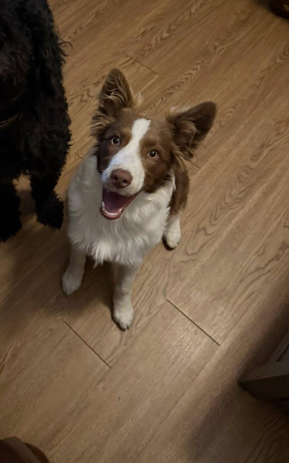 Enlarge Stevie, a Adopted Australian Shepherd in Paso Robles, CA image 3/3