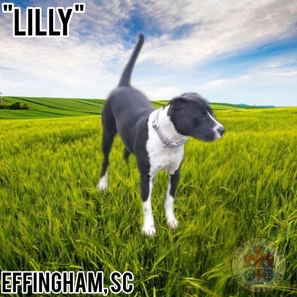 Enlarge Lexi, a Adoptable Pit Bull Terrier in Effingham, SC image 1/6