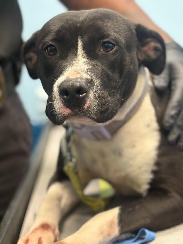 Enlarge Lexi, a Adoptable Pit Bull Terrier in Effingham, SC image 3/6