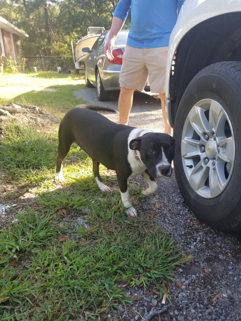 Enlarge Lexi, a Adoptable Pit Bull Terrier in Effingham, SC image 4/6