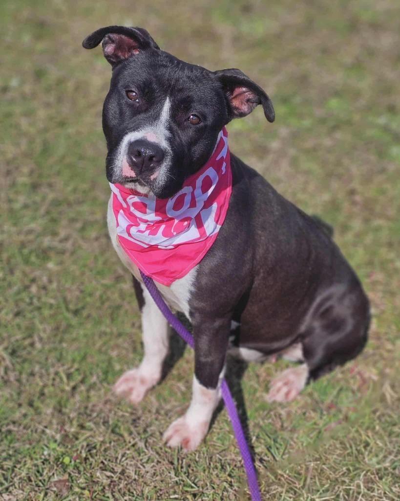Enlarge Lexi, a Adoptable Pit Bull Terrier in Effingham, SC image 5/6