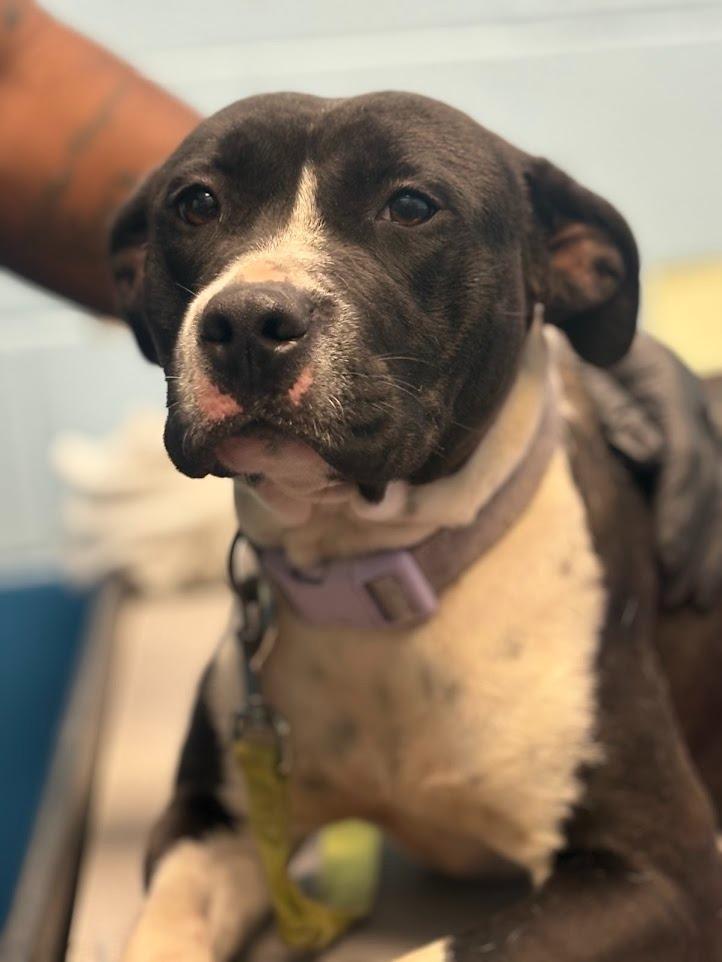 Enlarge Lexi, a Adoptable Pit Bull Terrier in Effingham, SC image 6/6