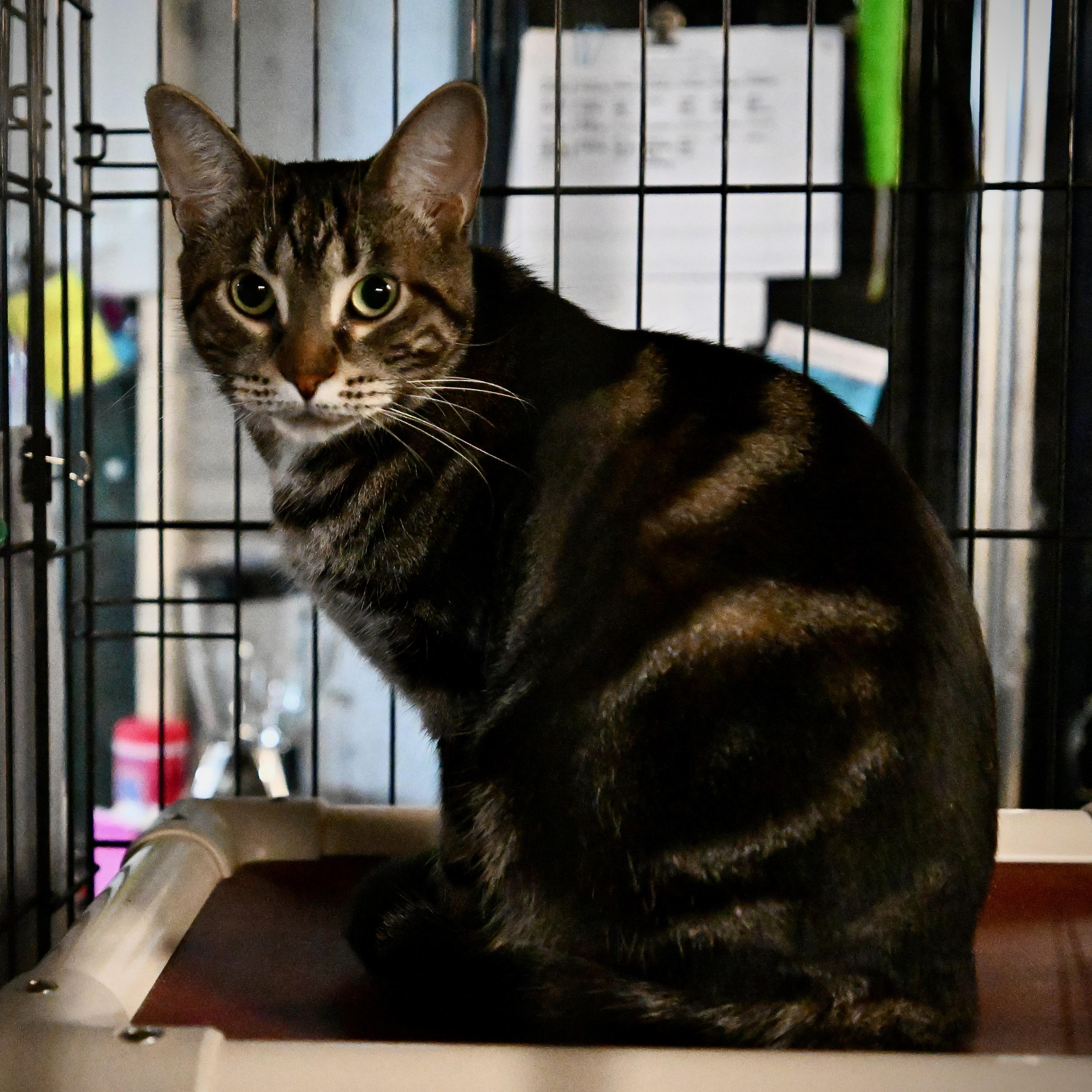 Enlarge Bubbles, a Adoptable Domestic Short Hair in East Amherst, NY image 4/6