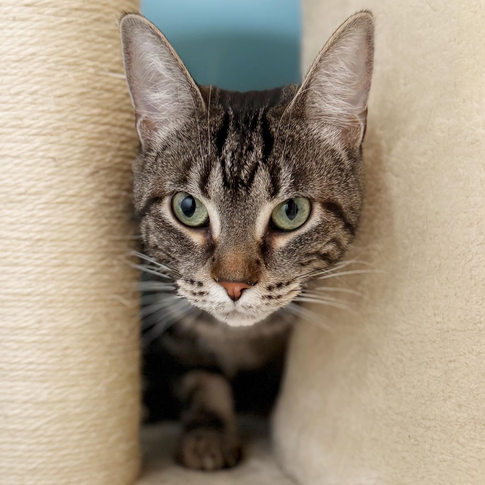 Bubbles, Adoptable, Young Female Domestic Short Hair.